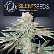 Semilla Pink Sunset Auto