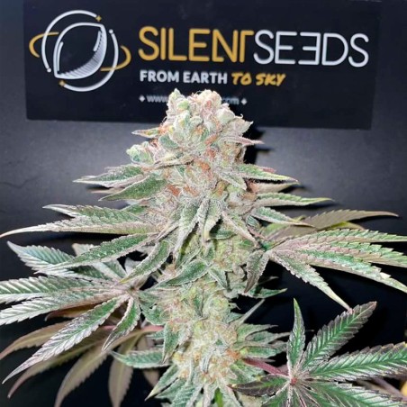 Semilla Pink Sunset Auto