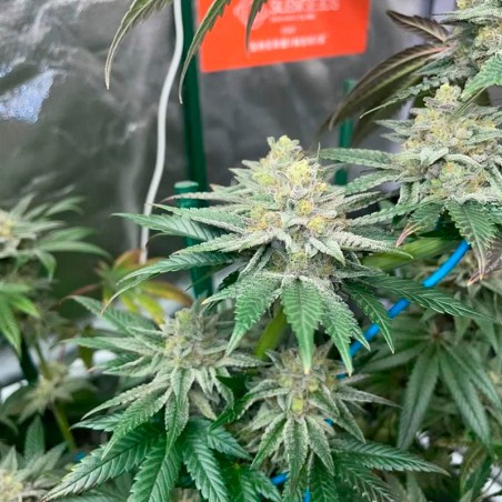 Semilla Pink Sunset Auto