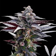 Semilla de cannabis Pink Sunset