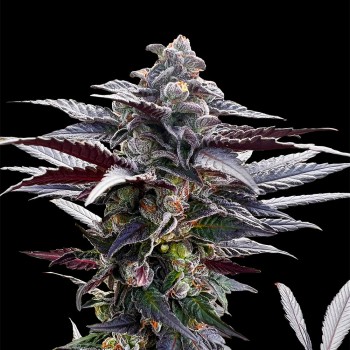 Semilla de cannabis Pink Sunset