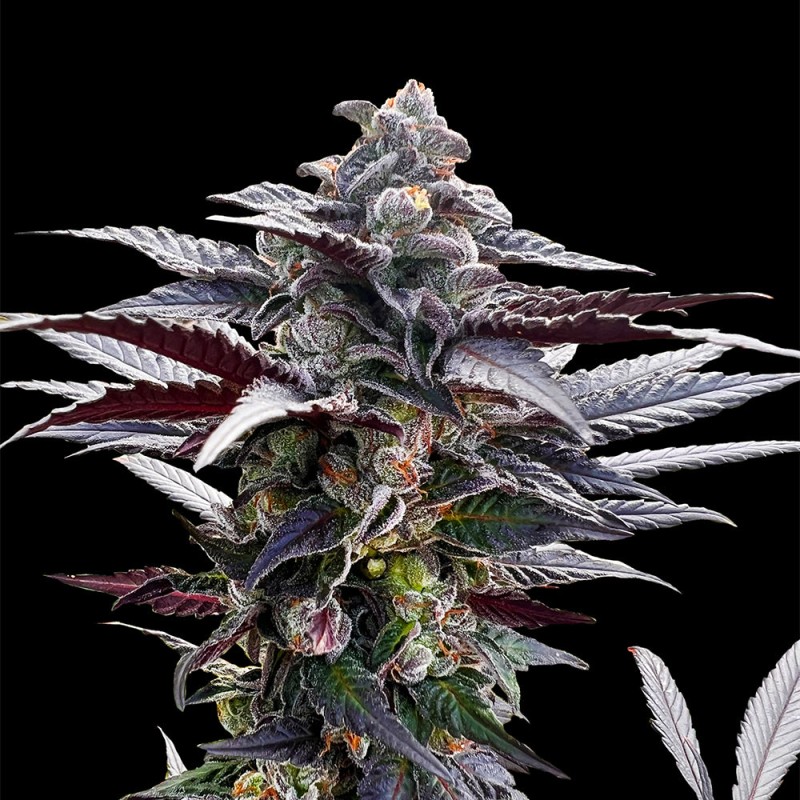 Pink Sunset de Sherbinskis - 3 semillas