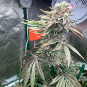 Semilla de cannabis Pink Sunset