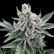 Semilla de cannabis Polar Gelato