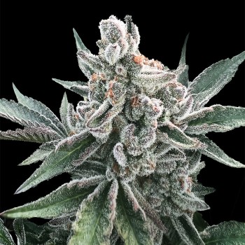 Semilla de cannabis Polar Gelato