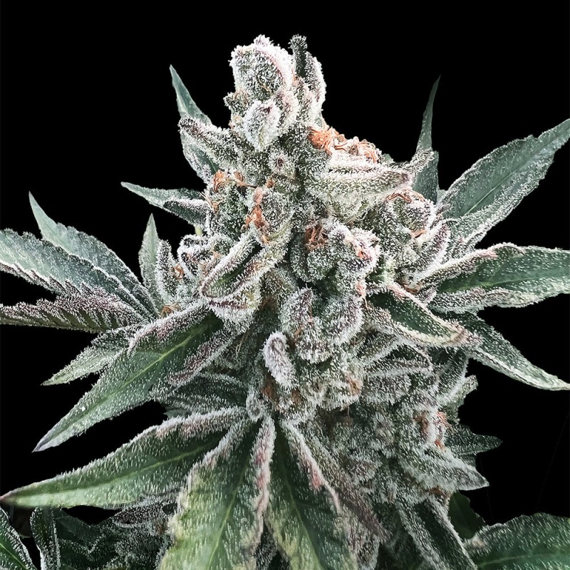 Polar Gelato Auto de Sherbinskis - 10 semillas