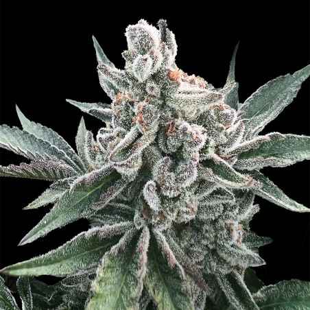 Semilla de cannabis Polar Gelato