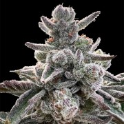 Semilla Polar Gelato Vegetal