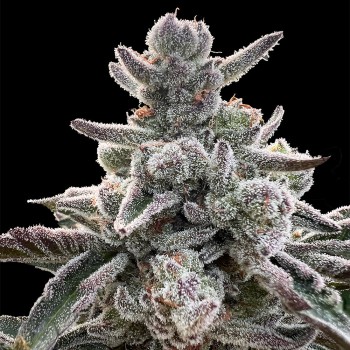 Semilla Polar Gelato Vegetal