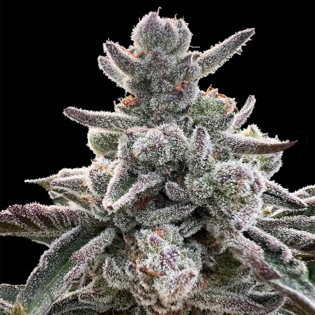 Semilla Polar Gelato Vegetal
