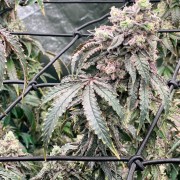 Semilla Polar Gelato Vegetal
