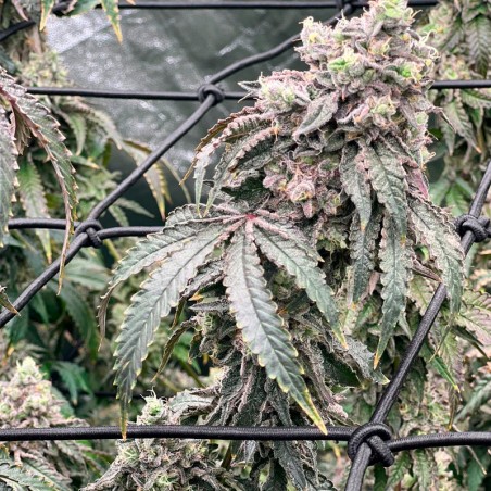Semilla Polar Gelato Vegetal