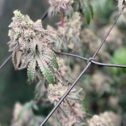 Semilla Polar Gelato Vegetal