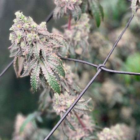 Semilla Polar Gelato Vegetal