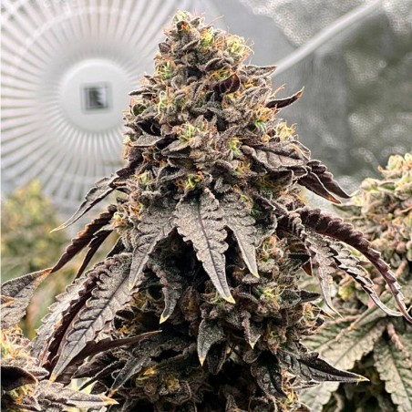Semilla Polar Gelato Vegetal