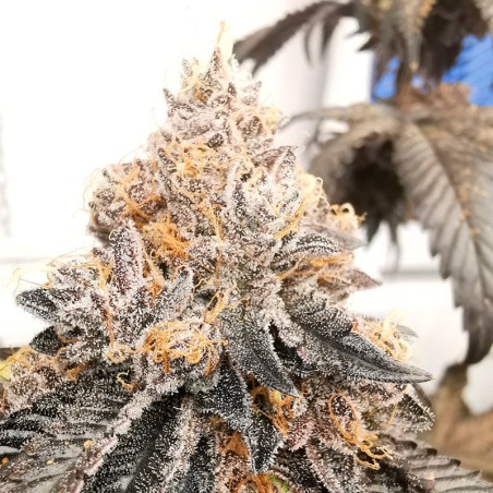 Semilla Polar Gelato Vegetal