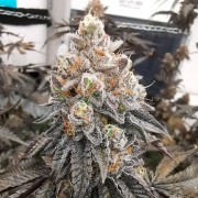 Semilla Polar Gelato Vegetal