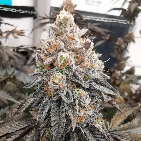 Semilla Polar Gelato Vegetal