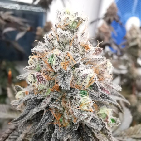 Semilla Polar Gelato Vegetal