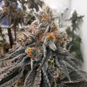 Semilla Polar Gelato Vegetal
