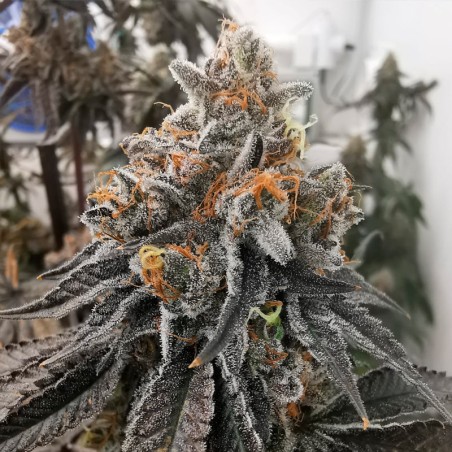 Semilla Polar Gelato Vegetal