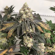 Semilla Polar Gelato Vegetal