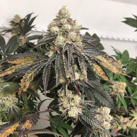 Semilla Polar Gelato Vegetal