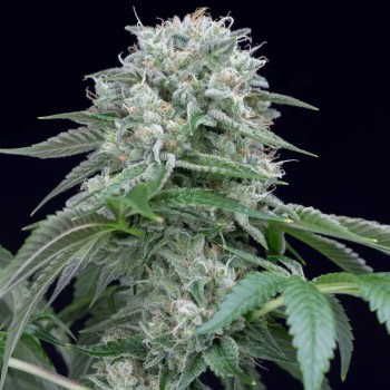 Semilla Starfire OG OG