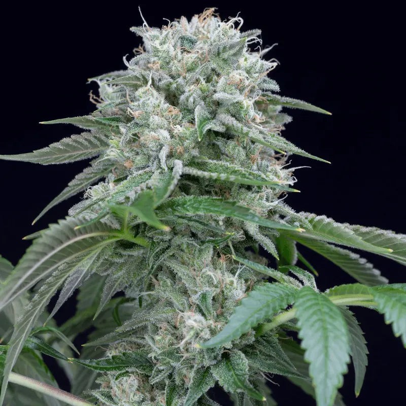 Starfire OG - 5 semillas