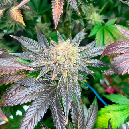Semilla Starfire OG OG