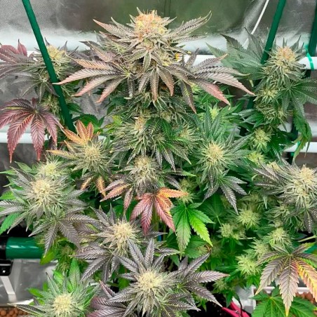 Semilla Starfire OG OG