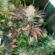 Semilla Starfire OG OG