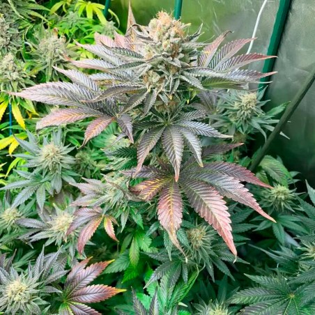 Semilla Starfire OG OG