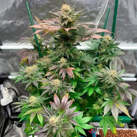 Semilla Starfire OG OG