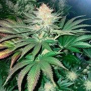 Semilla Starfire OG OG