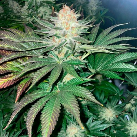 Semilla Starfire OG OG