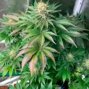 Semilla Starfire OG OG