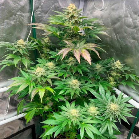 Semilla Starfire OG OG