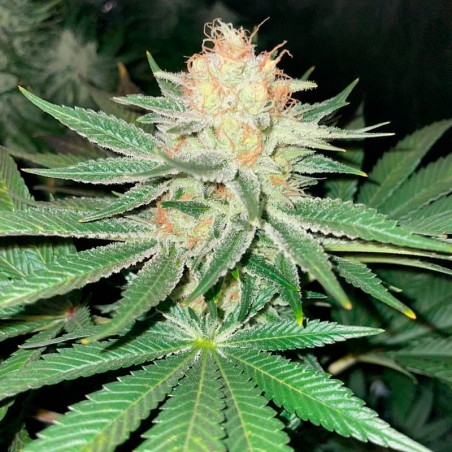Semilla Starfire OG OG