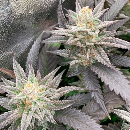 Semilla Starfire OG OG