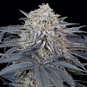 Semilla de cannabis feminizada de primera calidad con predominancia Indica