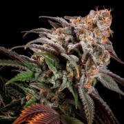 Semilla de cannabis feminizada de primera calidad con predominancia Indica