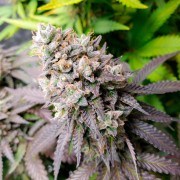 Semilla de cannabis feminizada de primera calidad con predominancia Indica