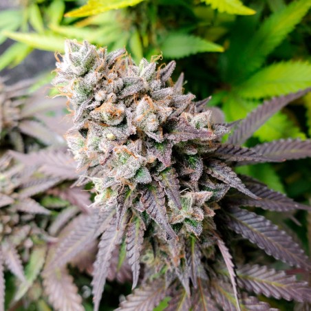 Semilla de cannabis feminizada de primera calidad con predominancia Indica