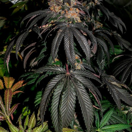 Semilla de cannabis feminizada de primera calidad con predominancia Indica