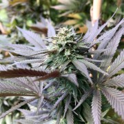 Semilla de cannabis feminizada de primera calidad con predominancia Indica