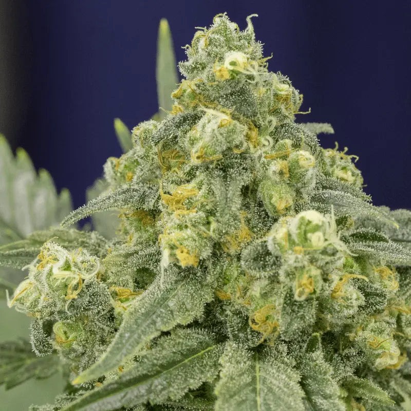 White Widow - 3 semillas
