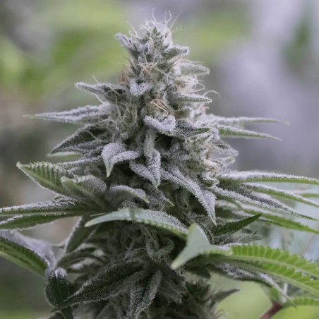Semilla de cannabis feminizada de primera calidad con predominancia Indica