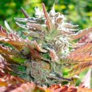 Semilla de cannabis feminizada de primera calidad con predominancia Indica