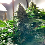 Semilla de cannabis feminizada de primera calidad con predominancia Sativa
